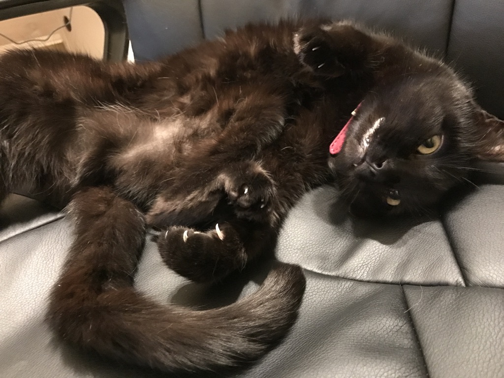 Kohana stretched out and relaxing with her tongue out